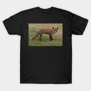 Cheeky Fox T-Shirt